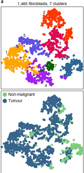 fibroblast_cluster