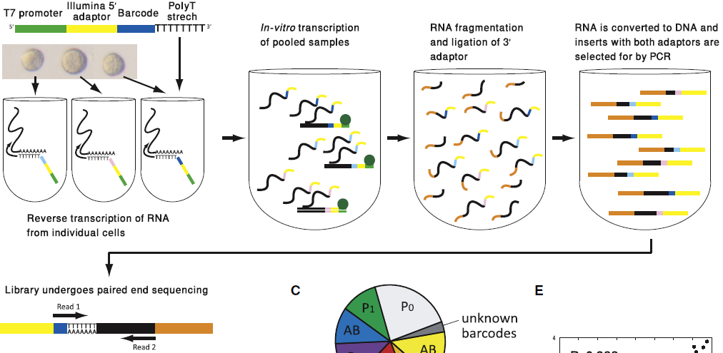 CEL-seq