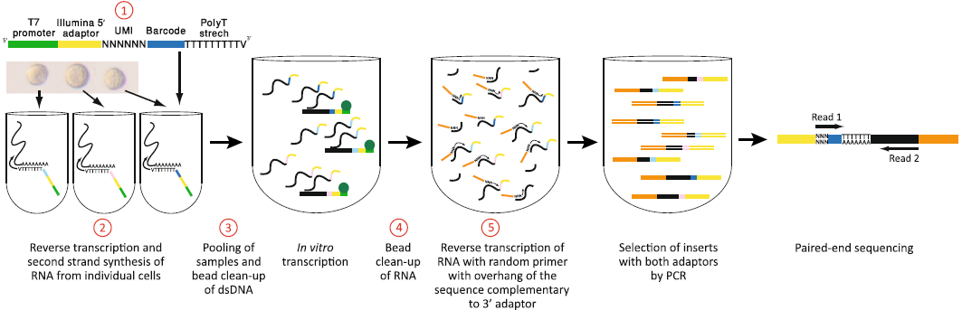 CEL-seq2