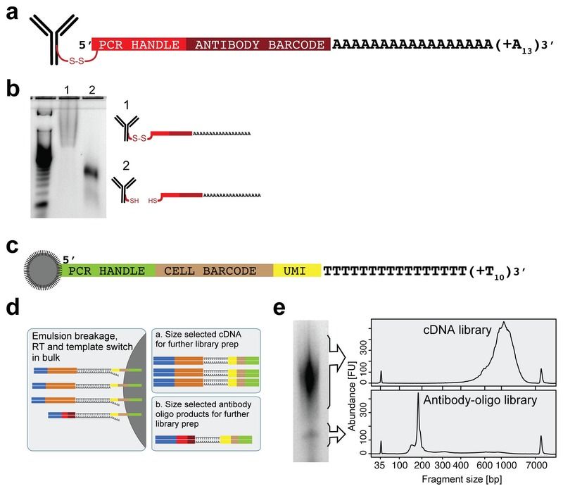 CITE-seq