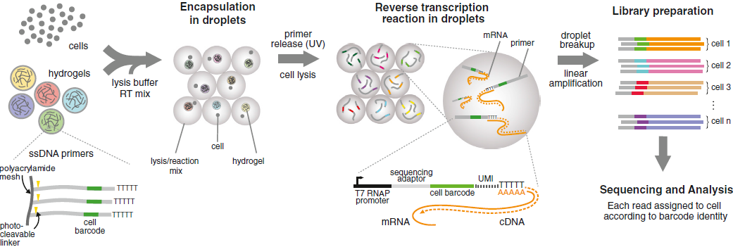 inDrop-seq