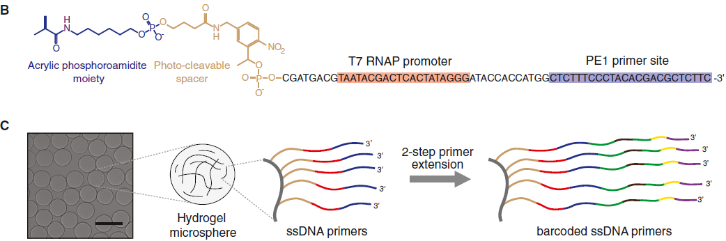 inDrop-seq-BHM