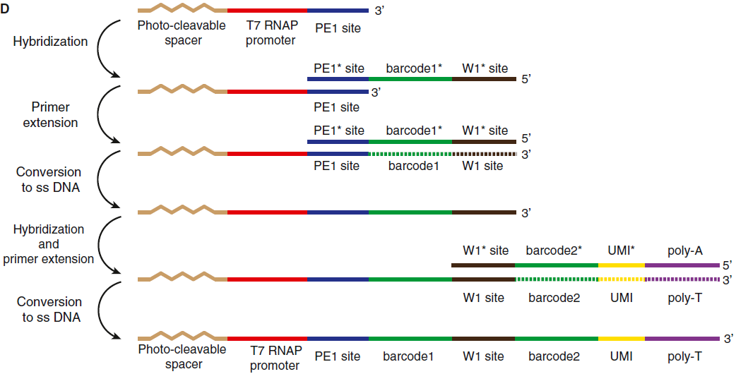 inDrop-seq-barcode