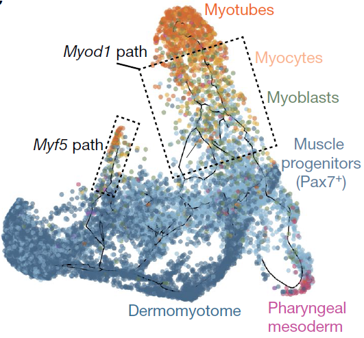 myocyte_trajectory