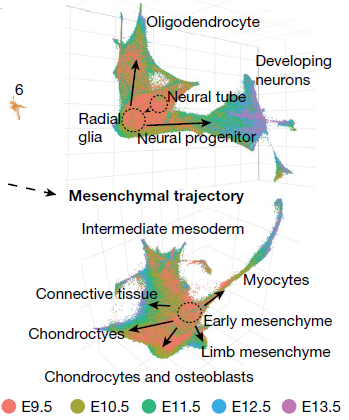 neuron_mesenchymal_trajectory