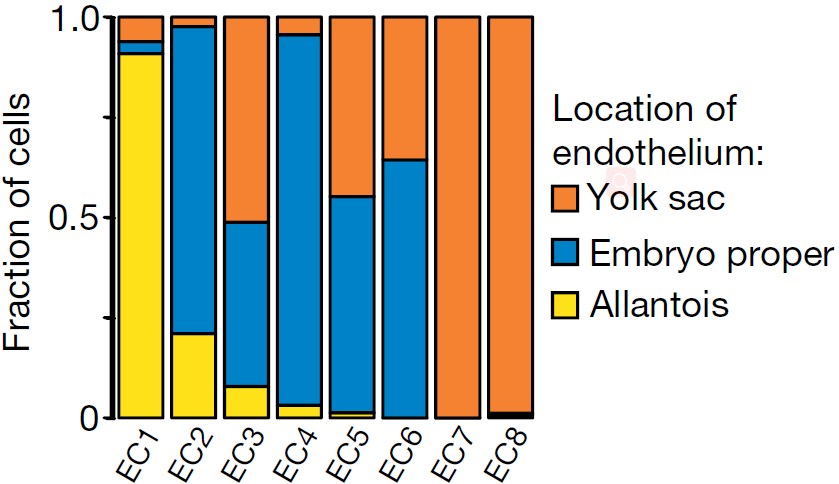 endothelial_cell_location