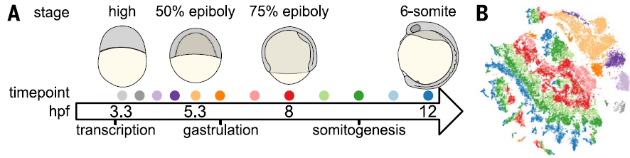 whole_tsne